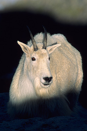 Mountain Goat Billy - MNGT475840