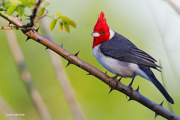 Red-crested Cardinal - ARBD00992