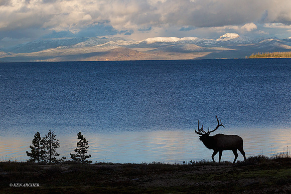 EK07106 Rocky Mountain Elk