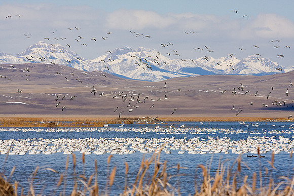 SNGS02004-Snow-Geese-