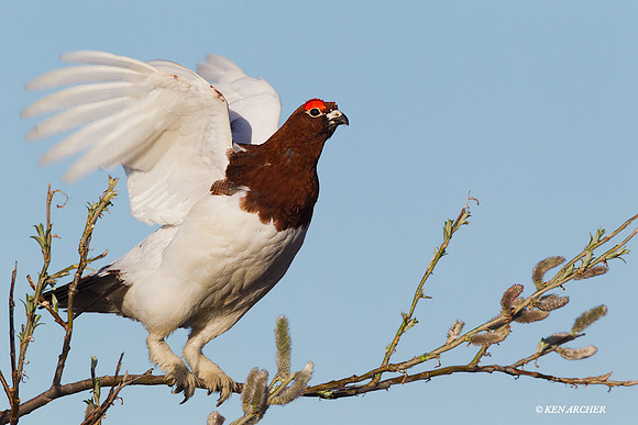 NMWP00356 Willow Ptarmigan