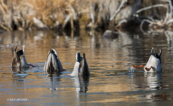 MDDK02301 - Mallard Duck