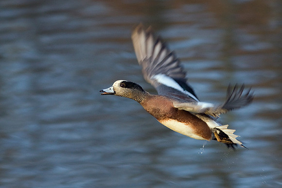WNFL00871-Widgeon-Duck