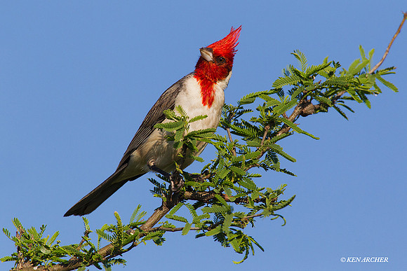Red-crested Cardinal - ARBD00404