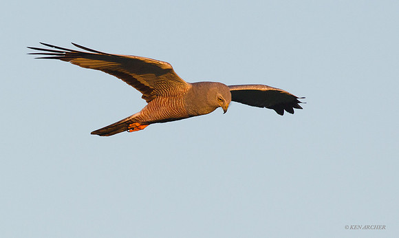 Harrier - ARRP00325