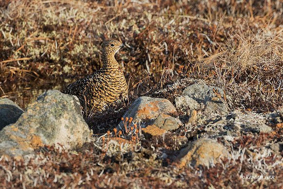 NMRM01166 - Rock Ptarmigan