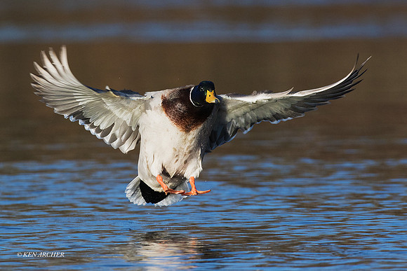 MDFL05464 - Mallard Duck