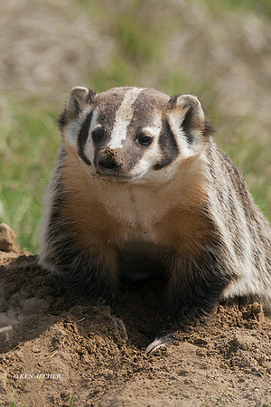 BR00105 - Badger