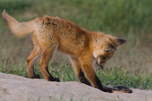 RF00246-Red-Fox-Kit