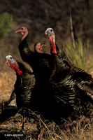 MMTY440319-Merriam's-Tom-Turkeys