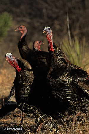 MMTY440319-Merriam's-Tom-Turkeys