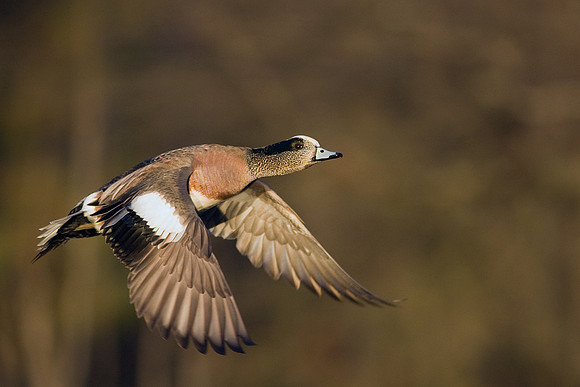 American Widgeon Drake - WNFL00433