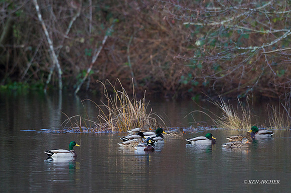 MDDK00928 - Mallard Duck