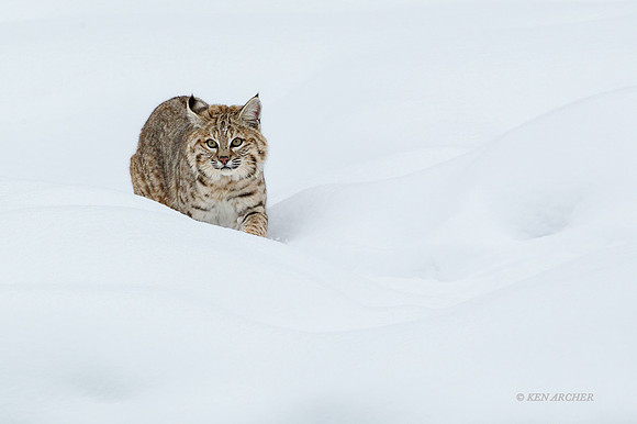 BCWR00006 - Bobcat