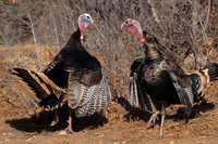 MMTY440540 Merriam's Tom Turkeys
