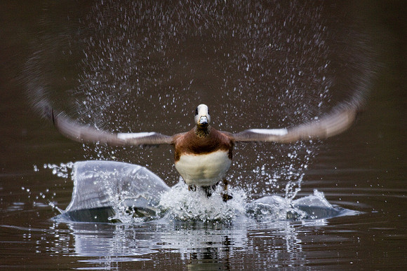 WNFL01147-American-Widgeon-Duck