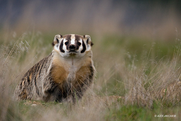 BR00012 Badger