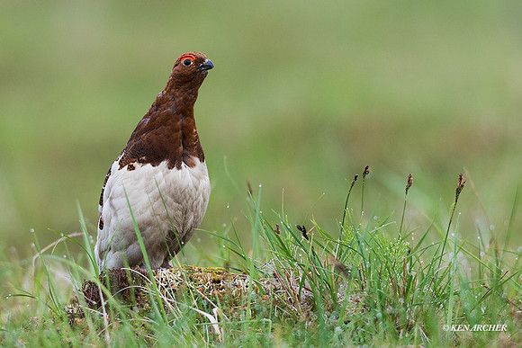 NMWP00699 - Willow Ptarmigan