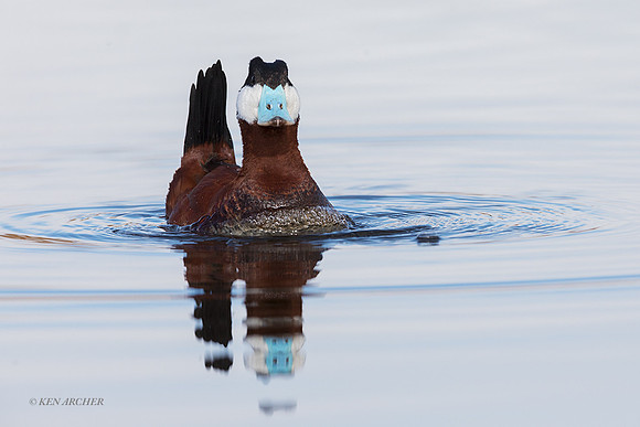 RYDK00559 - Ruddy Duck