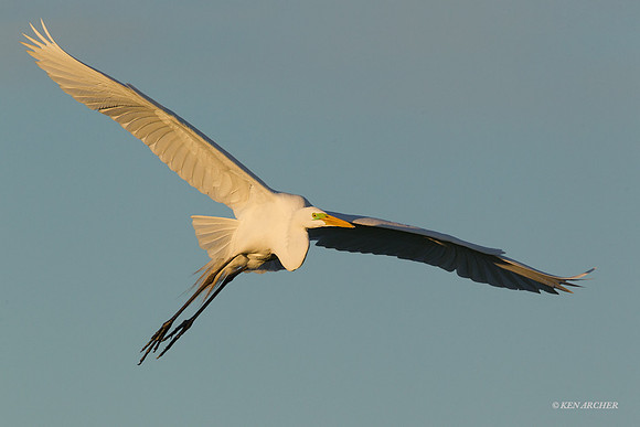 Great Egret - ARSB00069