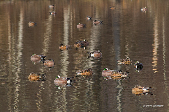 WN00806 - American Wigeon