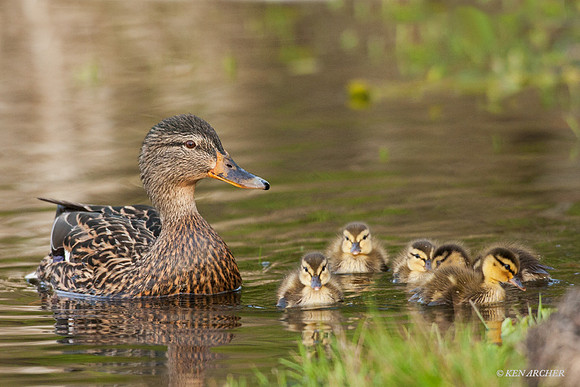 MDLG00458 - Mallard Ducklings