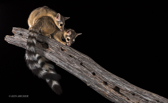 RTCT00137 - Ring-tailed Cat