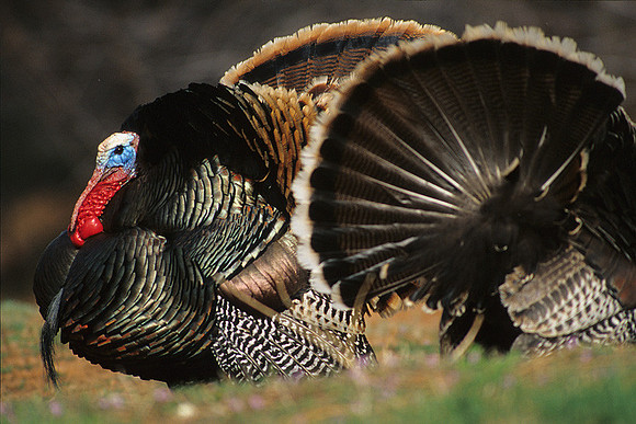 MMTY440606 Merriam's Tom Turkey