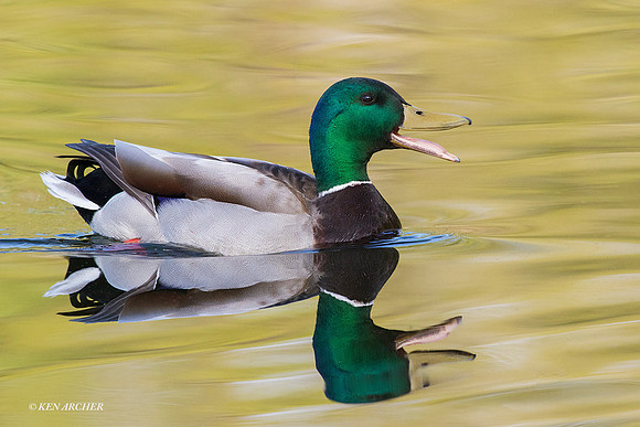 MDDK01761 - Mallard Duck