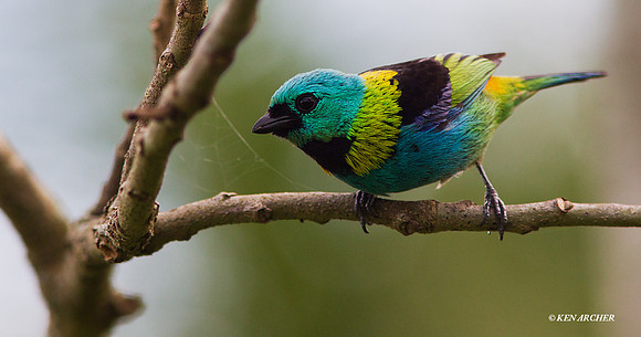 Green-headed Tanager - ARBD01461