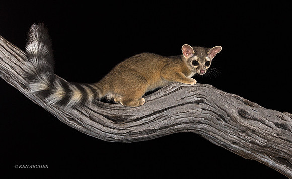 RTCT00340 - Ring-tailed Cat