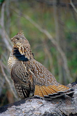 RDGR010851 Ruffed Grouse