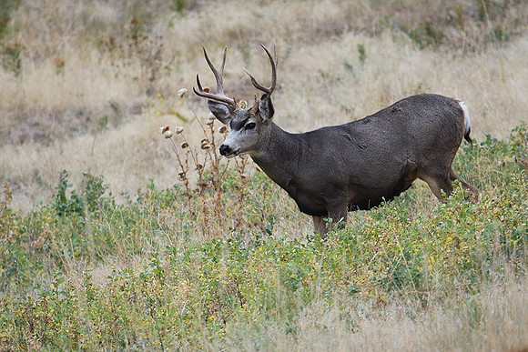 MLDR00136 Mule Deer