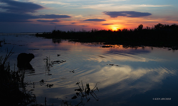Capybara Sunset - ARML00067
