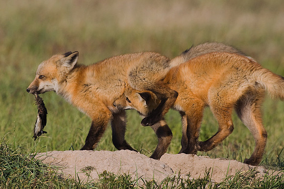 RF00288-Red-Fox-Kit