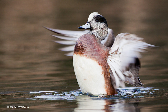WN00636 American Widgeon Duck