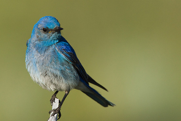 Mountain Bluebird