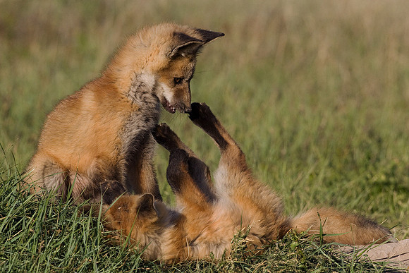 RF00519-Red-Fox-Kit