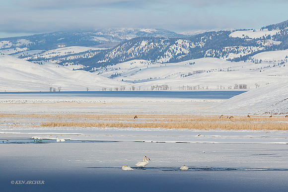 TWSW00717 - Trumpeter Swans
