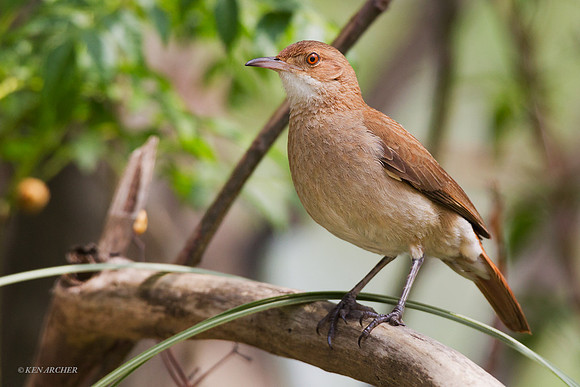 Rufous Hornero - ARBD00248