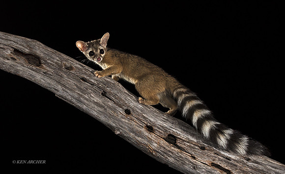 RTCT00380 - Ring-tailed Cat