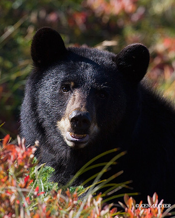Black Bear - BKBR01075a