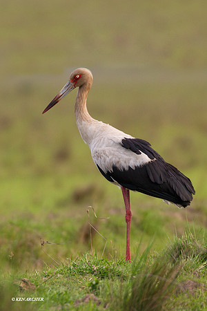 Maguari Stork - ARSB00981