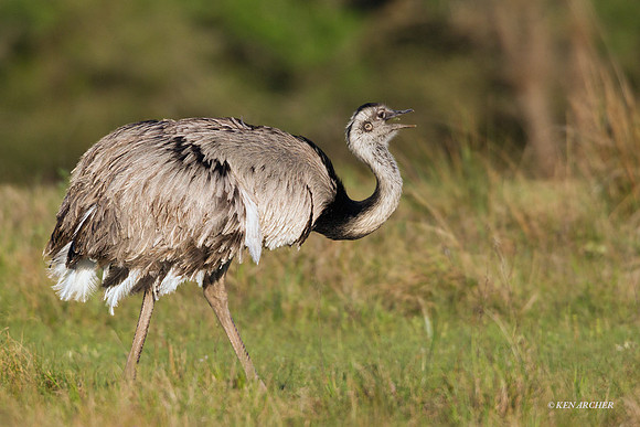Greater Rhea -ARBD00273