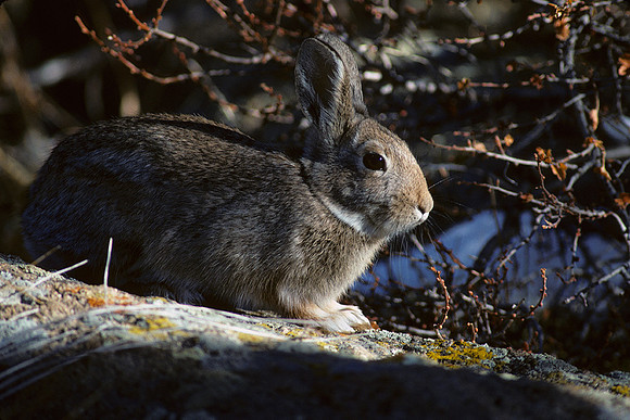 CTRB430239-Cottontail-Rabbit