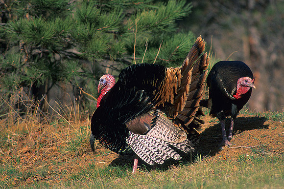 MMTY440504 Merriam's Tom Turkeys