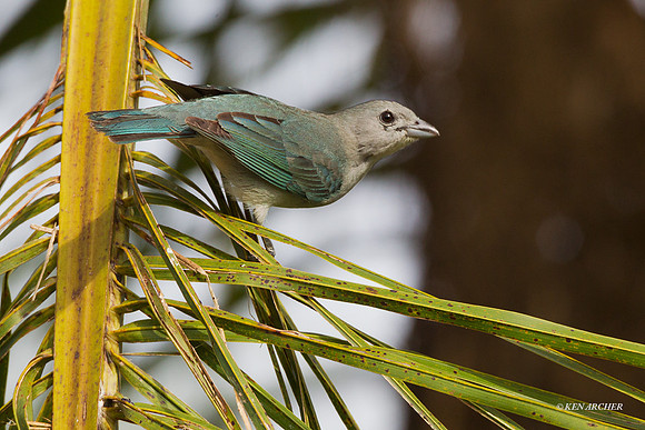 Sayaca Tanager - ARBD01357