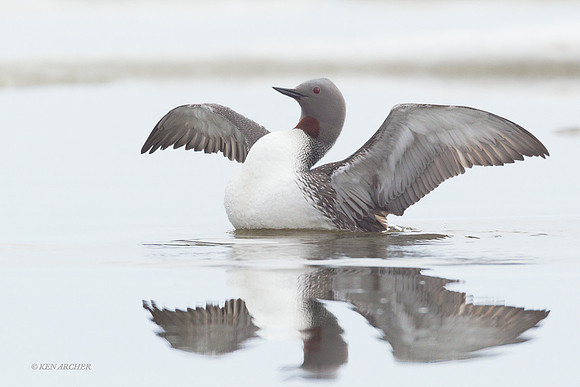 NMRL00263 Red-throated Loon