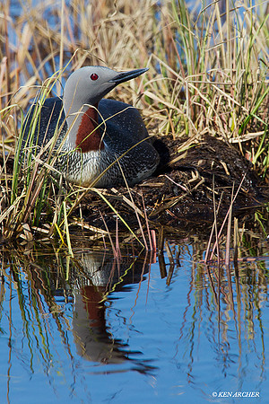Red-throated Loon