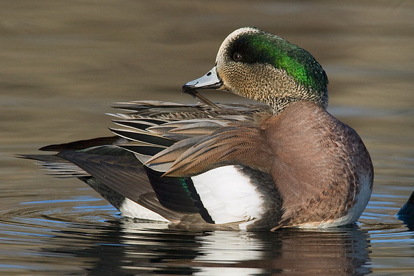 WN00133-American-Widgeon